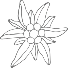 Edelweiss flower